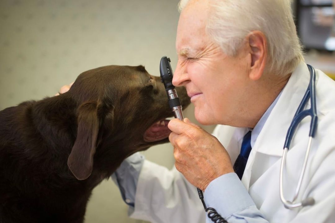 How do I Treat a Dog Stye? Pettable ESA Experts
